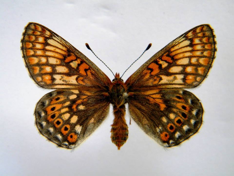 Euphydryas aurinia (cold shock abberant) 9 (Internet Image property of respective owner, non-commercial use only)